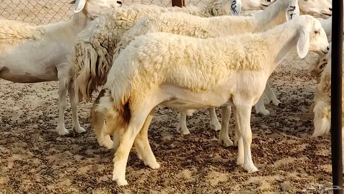 رخال مقاني طييه العدد 20 الحد 1400 3