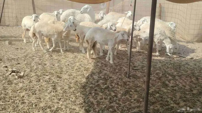 رخال جذعات العدد 29 3