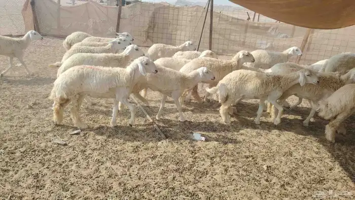 رخال جذعات العدد 29 5