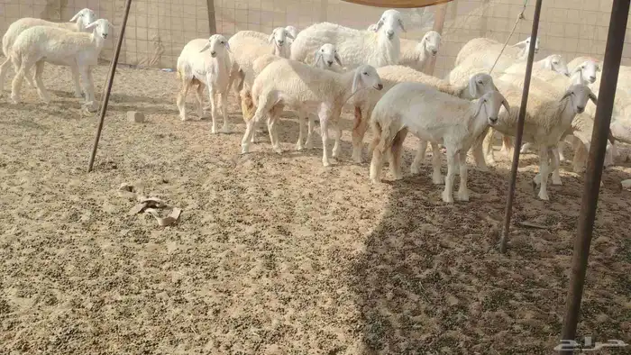 رخال جذعات العدد 29 0