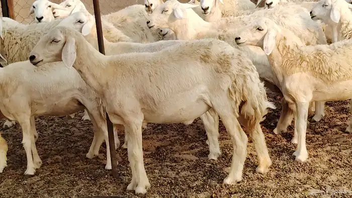 رخال مقاني طييه العدد 20 الحد 1400 2