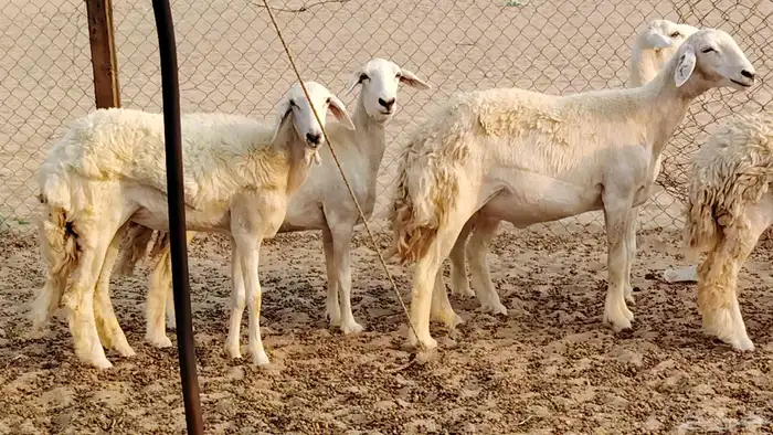 رخال مقاني طييه العدد 20 الحد 1400 5