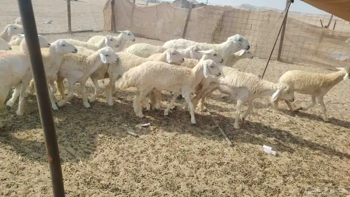 رخال جذعات العدد 29 6