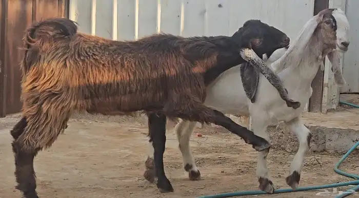 الفحل القادم تيس عارضي جذع اجم احمر نادر 5