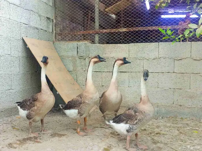 للبيع وز عراقي ذكر وثلاث اناثي 1