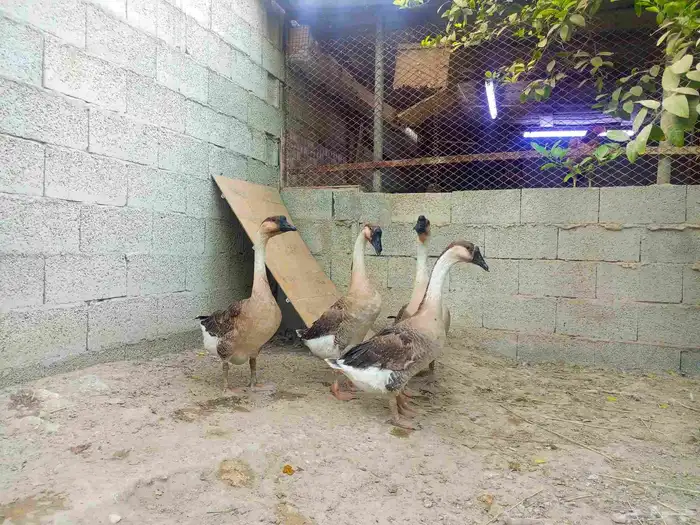 للبيع وز عراقي ذكر وثلاث اناثي 2