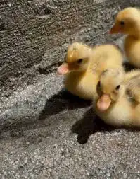 2 بط اصفر صغير 0