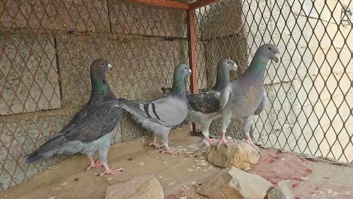 حمام هومر للبيع 1