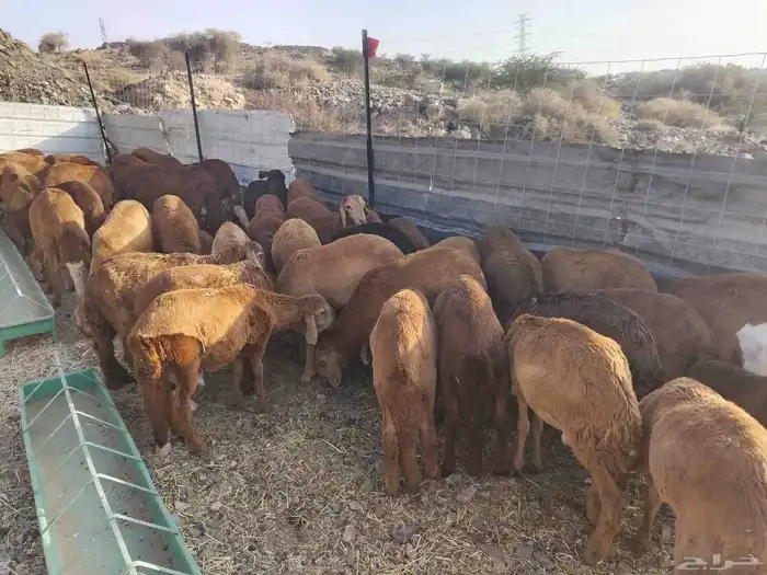 غنم سواكنيات للبيع جمله او تفريد 1