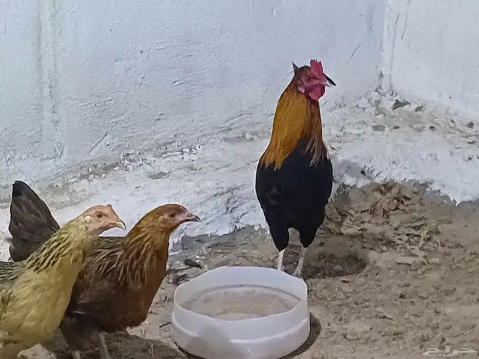دجاج عربي 0