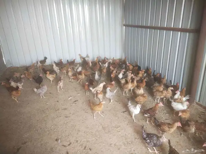 دجاج و ديك 3