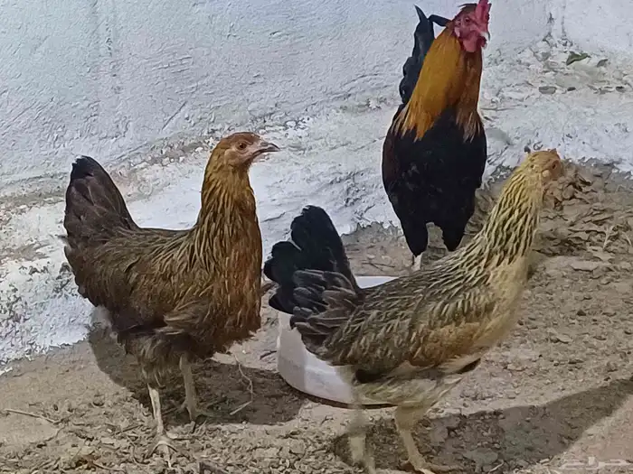 دجاج عربي 5