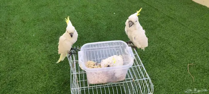 زوج مع فرخ وكوكاتو منتج 0
