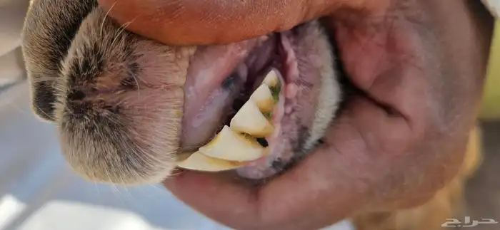 معزاء مضاريع 6