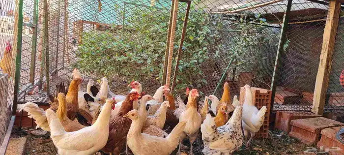 للبيع دجاج مشكل وأغلبه بلدي 0