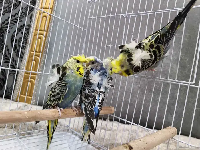 بادجي هوقو 0