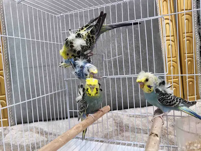 بادجي هوقو 3