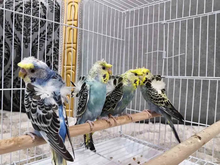 بادجي هوقو 7