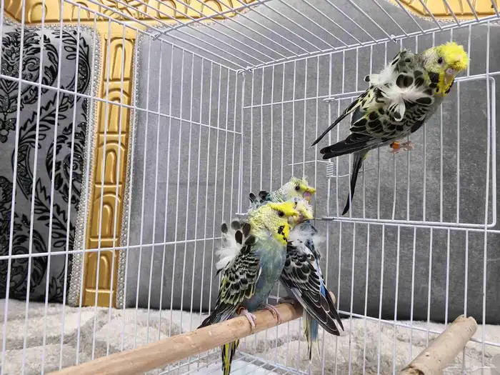 بادجي هوقو 6