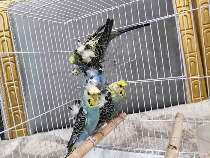 بادجي هوقو 2