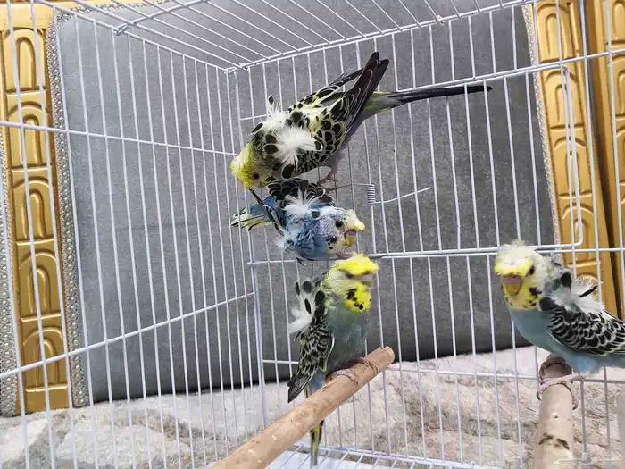 بادجي هوقو 4