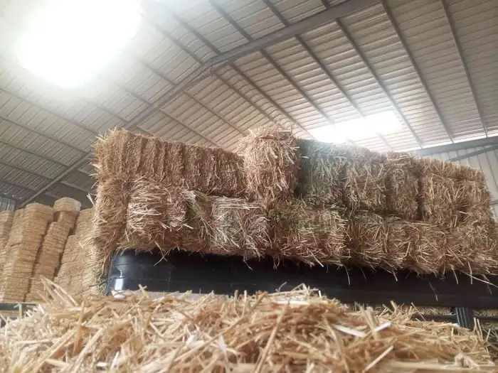 زوره جيزانيه ناعمه شد90 0