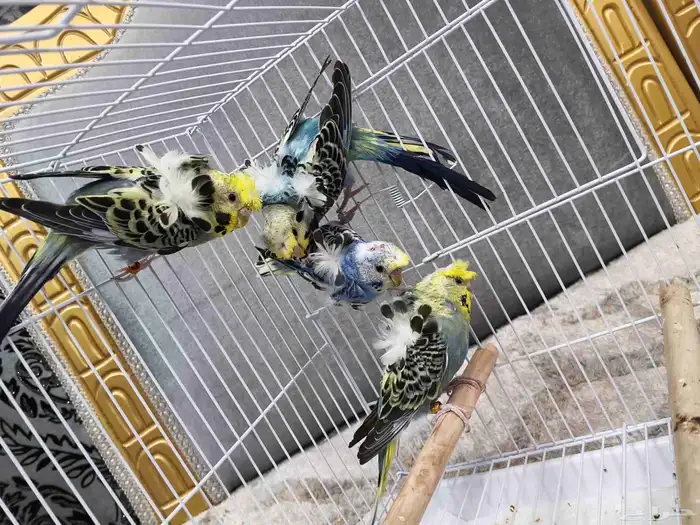 بادجي هوقو 1