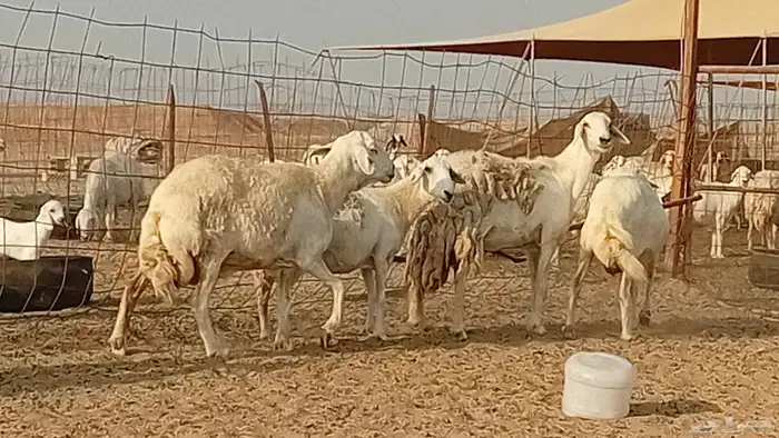 غنم حريت دفيع العدد 6 راس 3