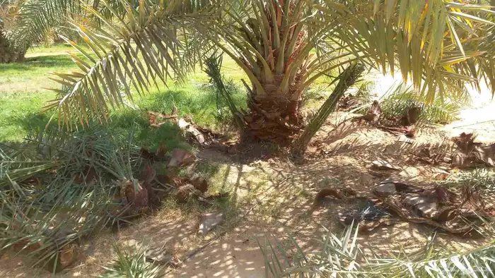 تنضيف وتكريب انخيل 1