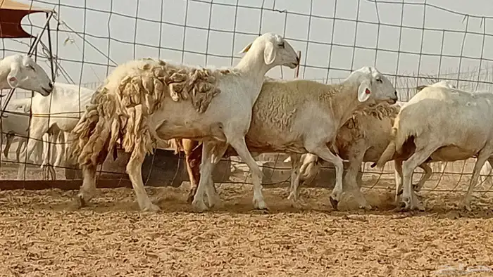 غنم حريت دفيع العدد 6 راس 1