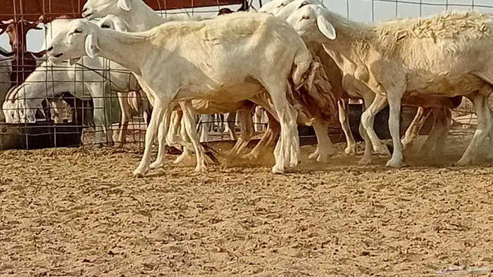 غنم حريت دفيع العدد 6 راس 7