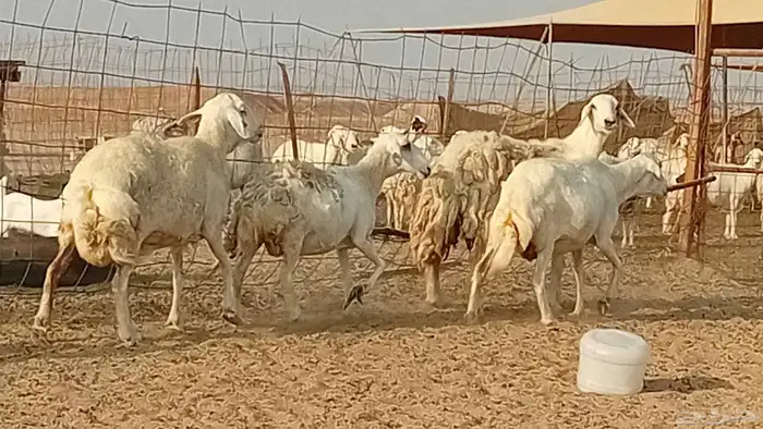 غنم حريت دفيع العدد 6 راس 5