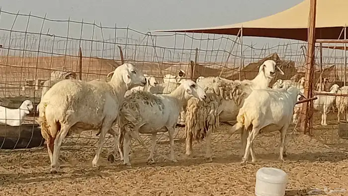 غنم حريت دفيع العدد 6 راس 6