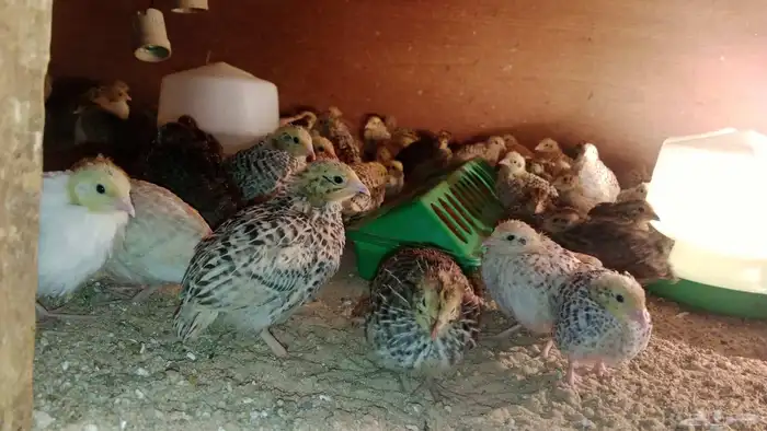 يوجد سمان وصيصان فيومي وحساوي 0