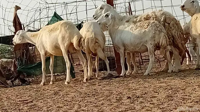 غنم حريت دفيع العدد 6 راس 8