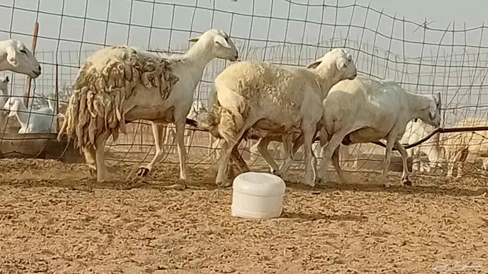 غنم حريت دفيع العدد 6 راس 0