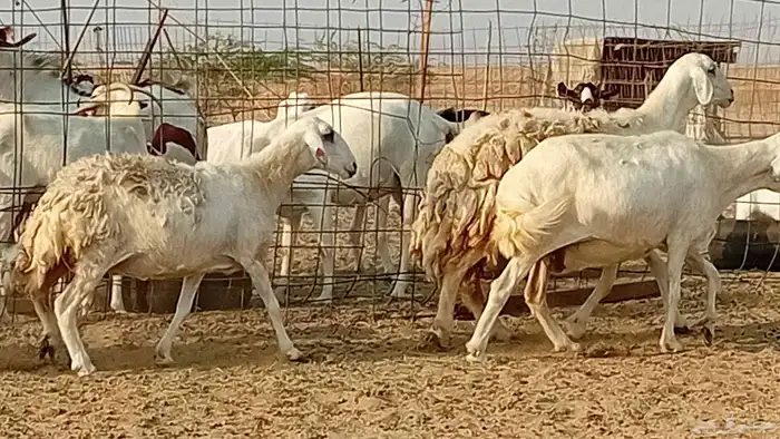 غنم حريت دفيع العدد 6 راس 4