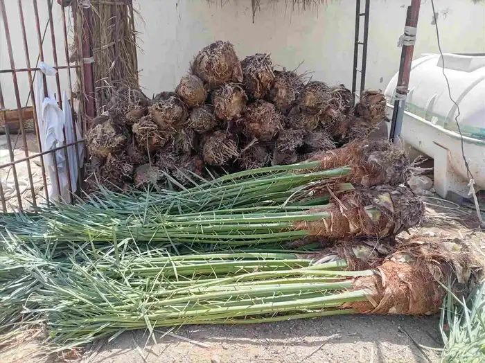 نخل للبيع 13