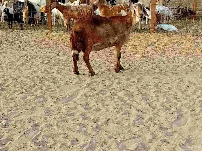 نعجه سوكني دفيع صحتها سليمه 2