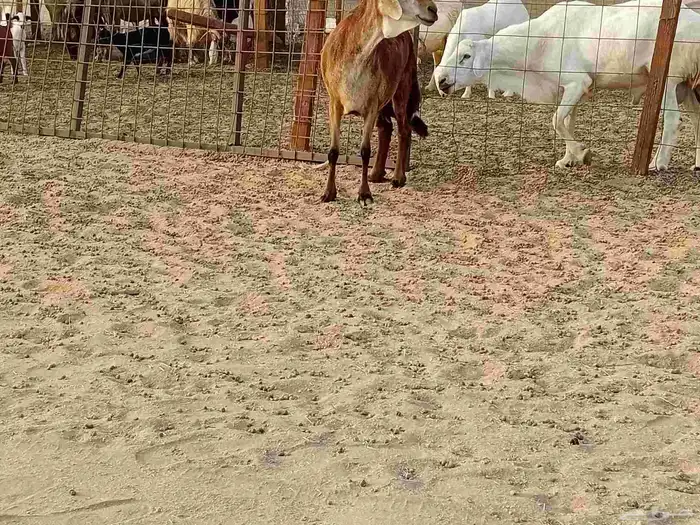 نعجه سوكني دفيع صحتها سليمه 6