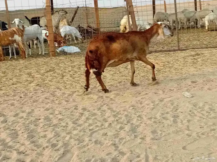 نعجه سوكني دفيع صحتها سليمه 1