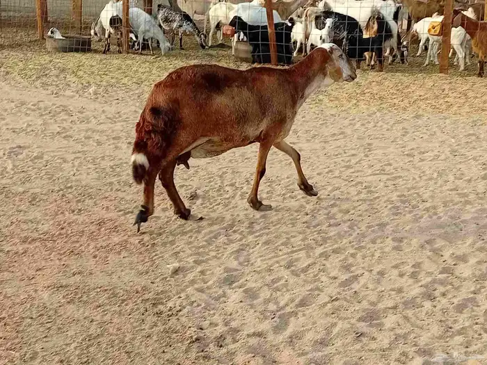 نعجه سوكني دفيع صحتها سليمه 0