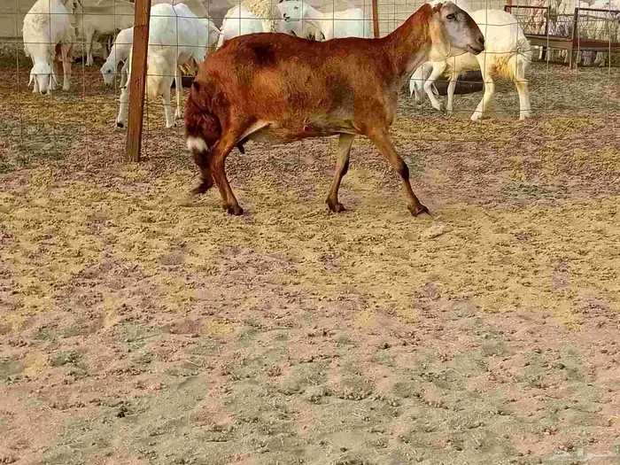 نعجه سوكني دفيع صحتها سليمه 9