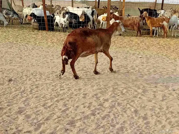 نعجه سوكني دفيع صحتها سليمه 3