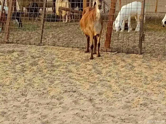 نعجه سوكني دفيع صحتها سليمه 8