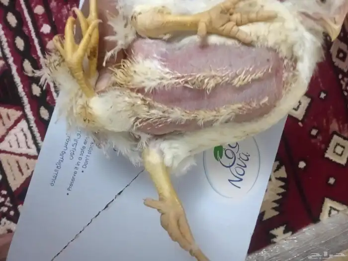 دجاجه نادره بأربعة أرجل للبيع 0