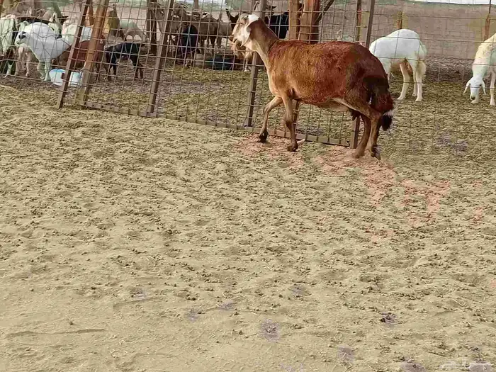 نعجه سوكني دفيع صحتها سليمه 7