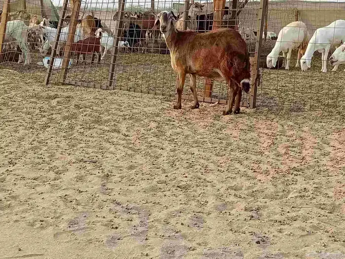 نعجه سوكني دفيع صحتها سليمه 4