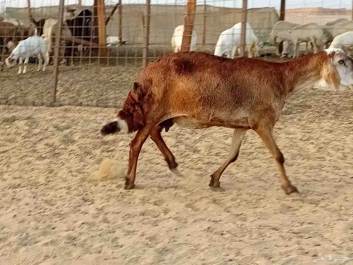 نعجه سوكني دفيع صحتها سليمه 5