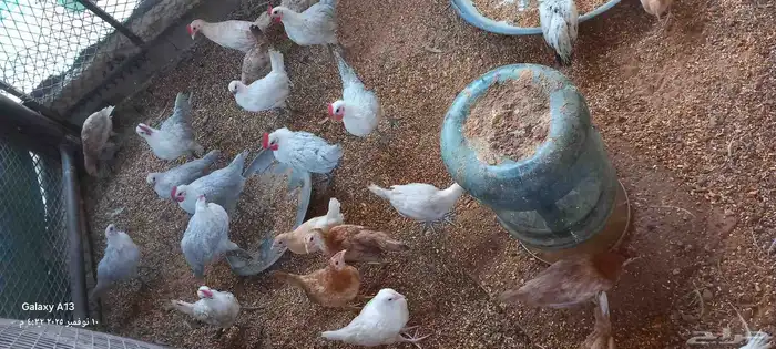 دجاج فيومي جولدن ولوهمان 0